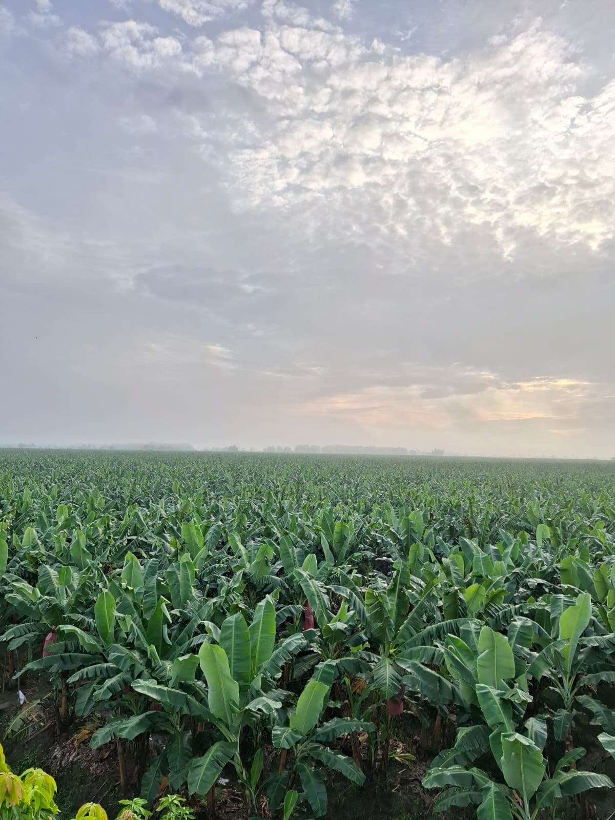 Imagen de plantación de banano